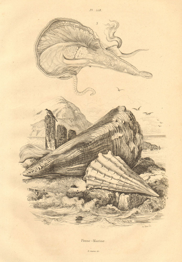 MOLLUSCS. Pinne Marine (Atrina/Ham Sea) 1834 old antique vintage print picture